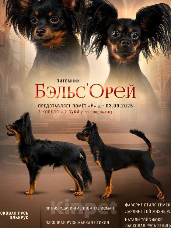 Собаки в других городах Челябинской области: Русский той кобель дш Мальчик, 35 000 руб. - фото 1