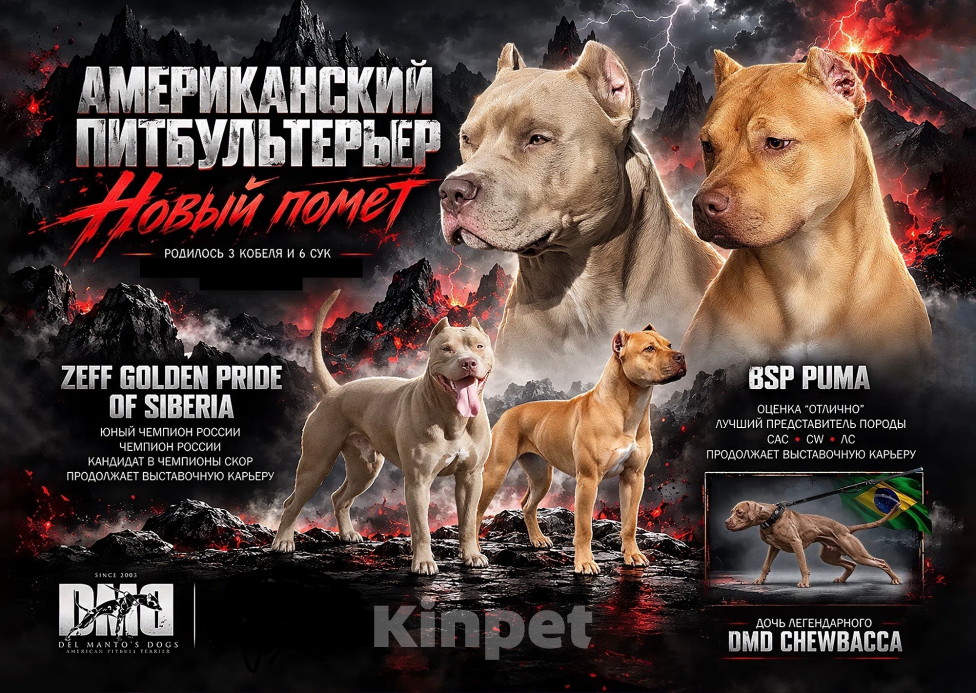 Собаки в Сосновоборске: Щенок питбуля Девочка, 100 000 руб. - фото 9