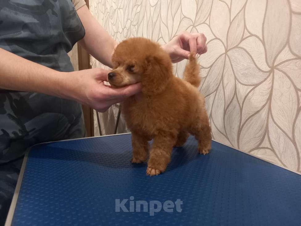 Собаки в Москве: Найс Кинг оф Ринг Мальчик, 60 000 руб. - фото 4