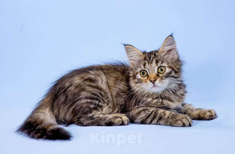 Кошки в Москве: Сибирский котенок девочка Девочка, 45 000 руб. - фото 1