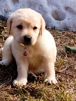 Щенки лабрадора