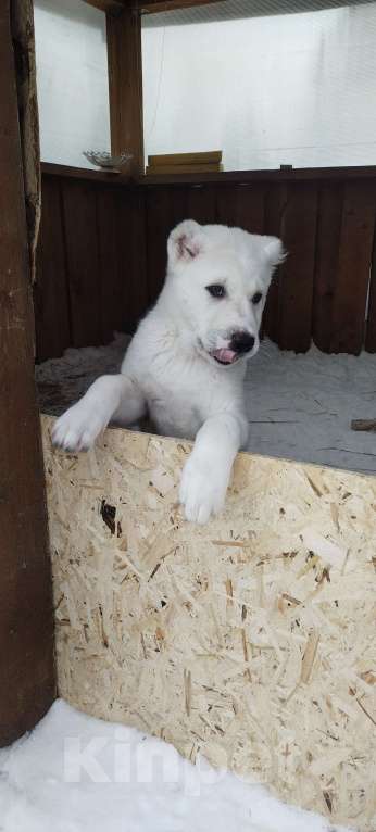 Собаки в Перми: Яра Девочка, Бесплатно - фото 4