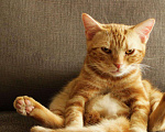 Кошки в Грязи: Отдам котика в добрые руки Мальчик, 1 руб. - фото 1