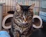 Кошки в Санкт-Петербурге: Кошечка для души с нашим полным обеспечением Девочка, Бесплатно - фото 7