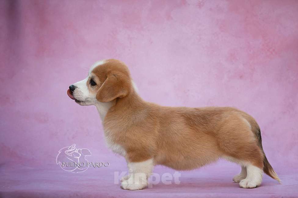 Собаки в Москве: щенки вельш корги пемброк Мальчик, 50 000 руб. - фото 6