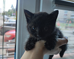 Кошки в Выксе: Котик 1 месяц в добрые руки Мальчик, Бесплатно - фото 1