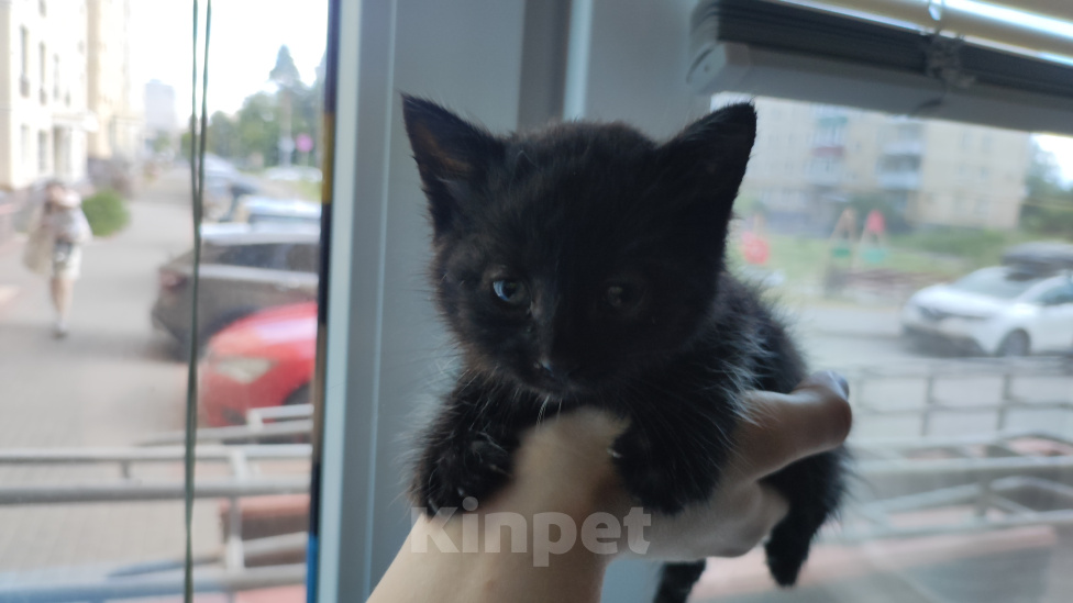 Кошки в Выксе: Котик 1 месяц в добрые руки Мальчик, Бесплатно - фото 1