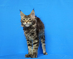 Кошки в Москве: Котёнок Мейн-Кун из питомника Девочка Девочка, 50 000 руб. - фото 4