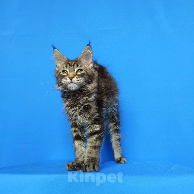 Кошки в Москве: Котёнок Мейн-Кун из питомника Девочка Девочка, 50 000 руб. - фото 4