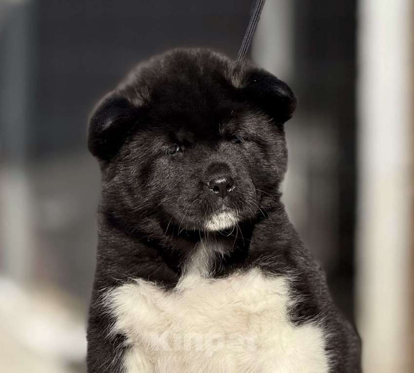 Собаки в Дубне: Щенки американской акиты Девочка, 80 000 руб. - фото 7