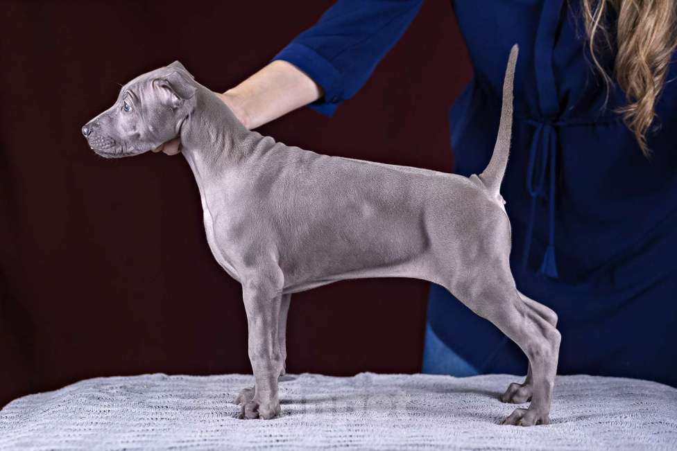 Собаки в других городах Московской области: Щенок Тайского Риджбека Девочка, 100 000 руб. - фото 4