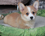 Собаки в Армавире: щенки вельш корги Девочка, 45 000 руб. - фото 4