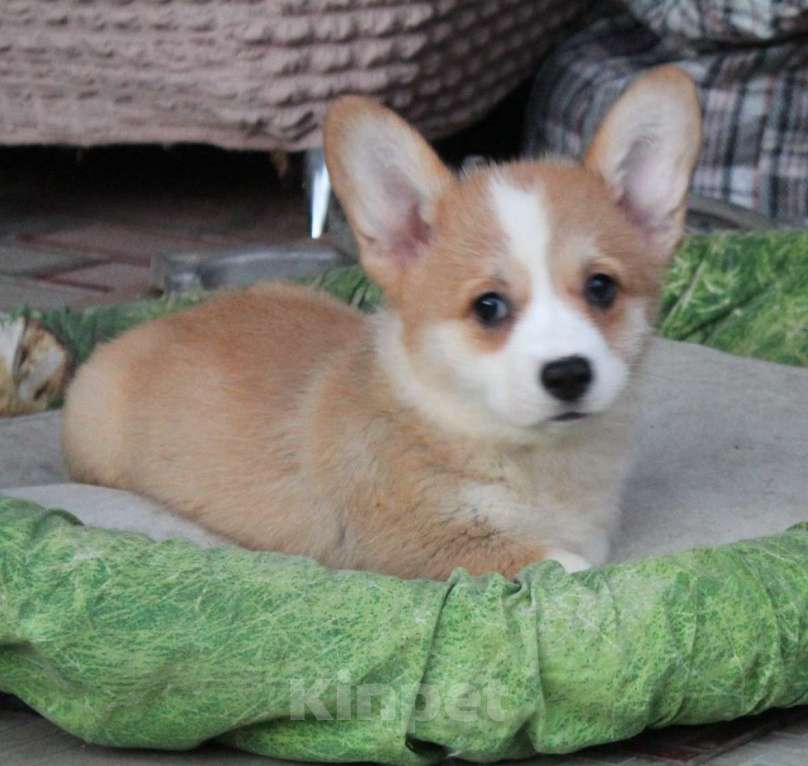 Собаки в Армавире: щенки вельш корги Девочка, 45 000 руб. - фото 4