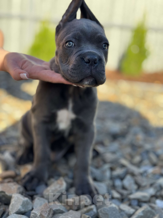 Собаки в Таганроге: Щенки породы кане-корсо Девочка, Бесплатно - фото 4