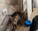 Кошки в Краснодаре: Кошки бесплатно Британка # Майнкун Девочка, 1 руб. - фото 1