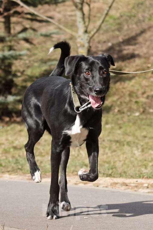 Собаки в Москве: Красавица Бусинка ищет дом! Девочка, Бесплатно - фото 3