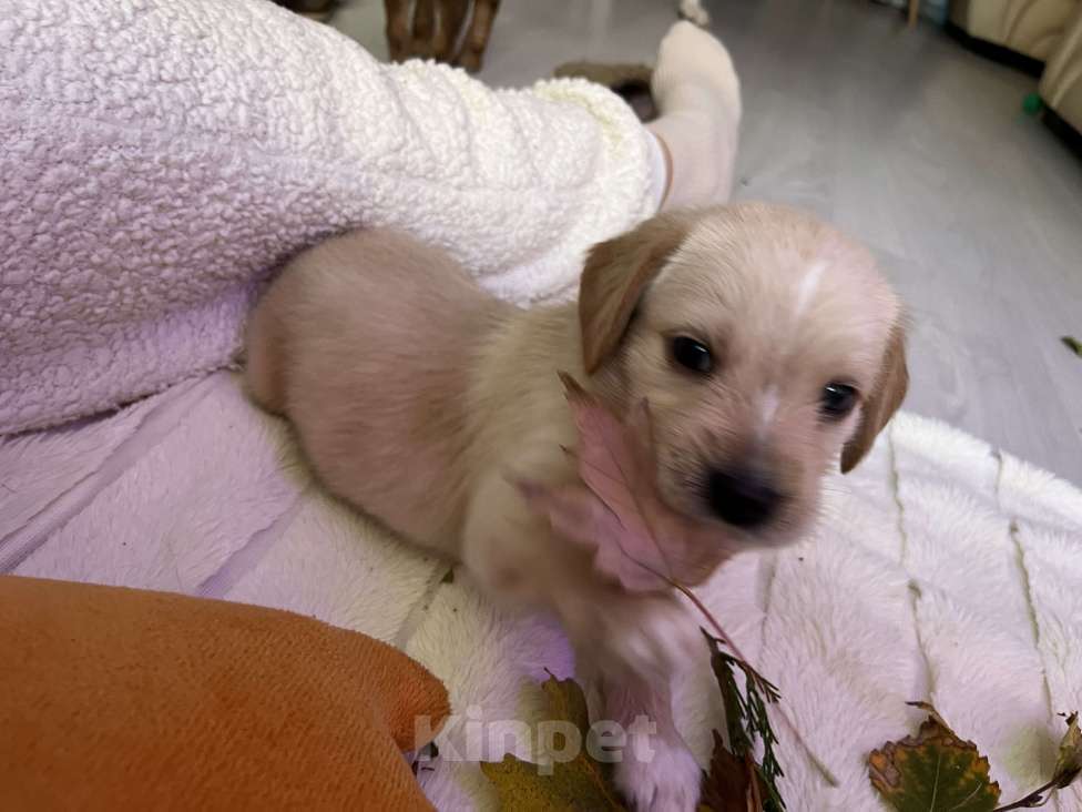 Собаки в Краснодаре: Малыш эстонской и ретривера  Мальчик, 3 000 руб. - фото 4