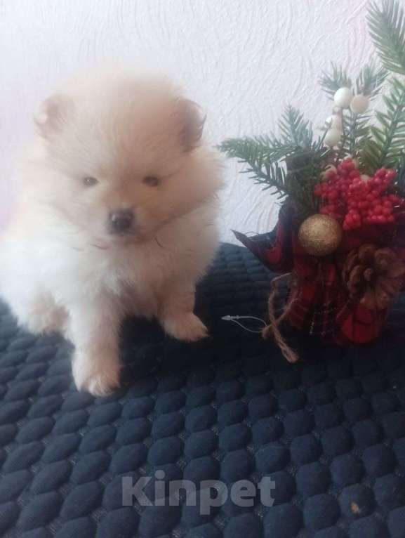 Собаки в Липецке: померанский шпиц Мальчик, 20 000 руб. - фото 2