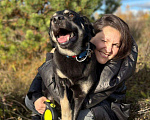 Собаки в Москве: Чудесная Ласточка в поиске дома. Девочка, Бесплатно - фото 8