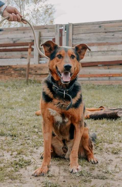 Собаки в Москве: Пёс-компаньон Марс после спасения ищет дом Мальчик, Бесплатно - фото 2