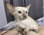 Кошки в Краснодаре: Ориентальный котенок Девочка, Бесплатно - фото 3