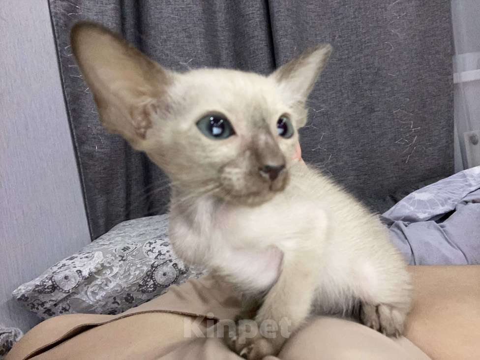 Кошки в Краснодаре: Ориентальный котенок Девочка, Бесплатно - фото 3
