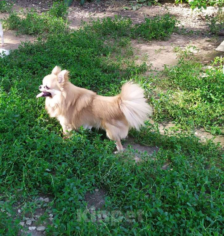 Собаки в Московском: красивый чихуахуа дш кобель чемпион для вязки Москва Мальчик, 10 000 руб. - фото 6