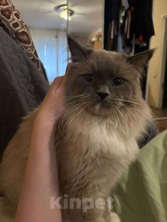 Кошки в Москве: Невские маскарадные котята  Девочка, 25 000 руб. - фото 9