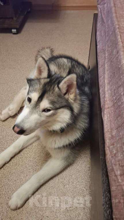 Собаки в Волгограде: Найден кобель Хаски Мальчик, Бесплатно - фото 3