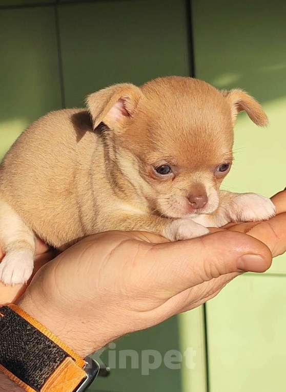 Собаки в Саратове: Малышка чихуахуа Девочка, 40 000 руб. - фото 2