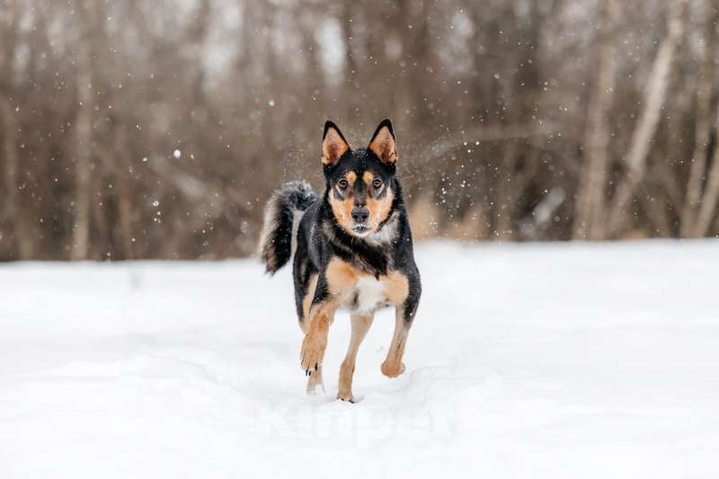 Собаки в Москве: Нежная и ласковая Дора с человеческим взглядом ищет дом Девочка, 1 руб. - фото 7