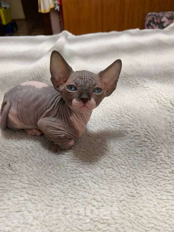 Кошки в Москве: Замечательные котята сфинкс Девочка, 22 000 руб. - фото 1