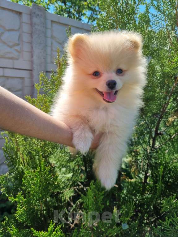 Собаки в Симферополе: Немецкий шпиц Мальчик, 25 000 руб. - фото 5