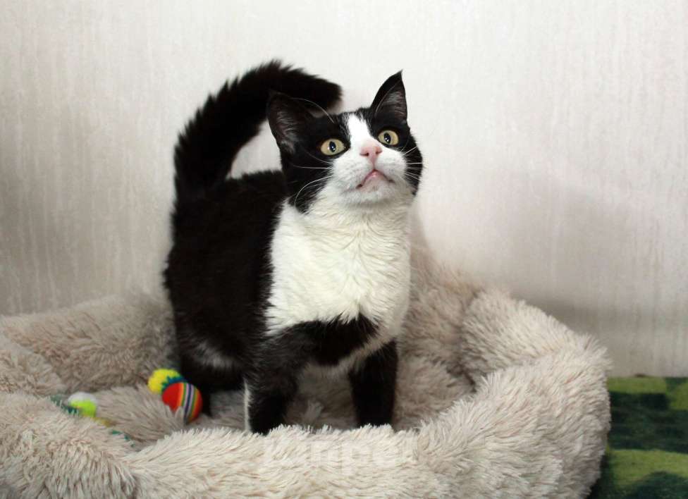 Кошки в Калуге: Феличита из магазина ищет дом. Молодая кошечка в добрые руки. Девочка, Бесплатно - фото 5