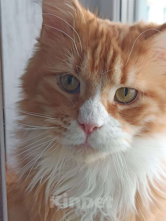 Кошки в Москве: Котенок Мейн-Кун Мальчик, Бесплатно - фото 5