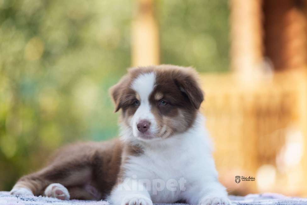 Собаки в Москве: австралийская овчарка аусси Мальчик, 60 000 руб. - фото 6