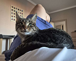 Кошки в Краснодаре: Кошка в добрые руки  Девочка, Бесплатно - фото 3
