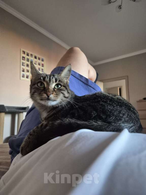 Кошки в Краснодаре: Кошка в добрые руки  Девочка, Бесплатно - фото 3