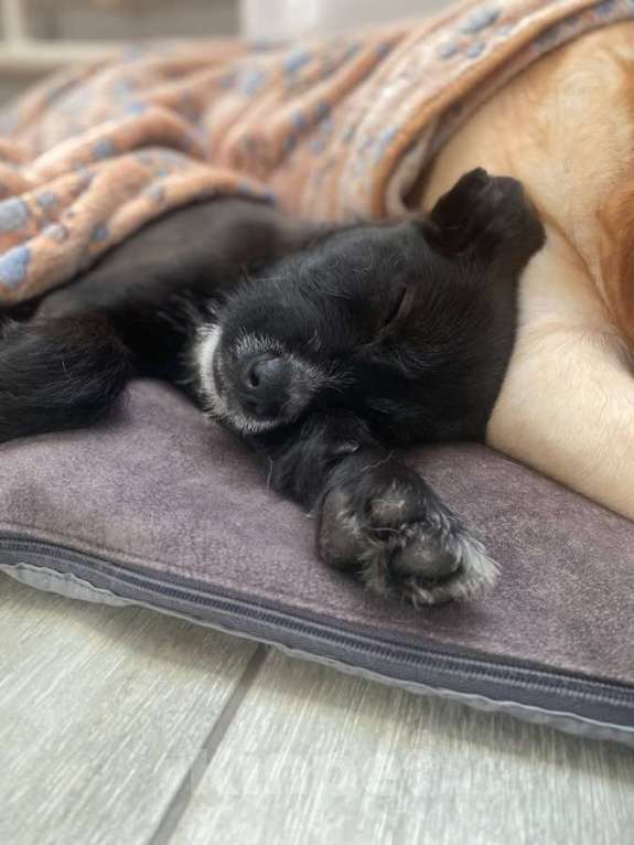 Собаки в Москве: Ищут дом чудесные щенки Арчи, Оскар и Тея. Мальчик, Бесплатно - фото 4