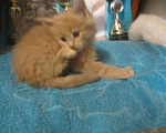 Кошки в Мур: котята мейн кун, 3 000 руб. - фото 2