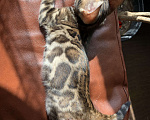 Кошки в Новосибирске: Бенгальские котята с документами  Девочка, 20 000 руб. - фото 2