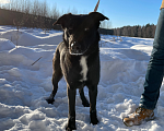 Собаки в Клине: Гром Мальчик, Бесплатно - фото 1