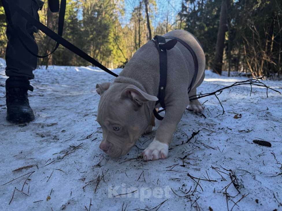 Собаки в Москве: Лиловый триколор Мальчик, 100 000 руб. - фото 8