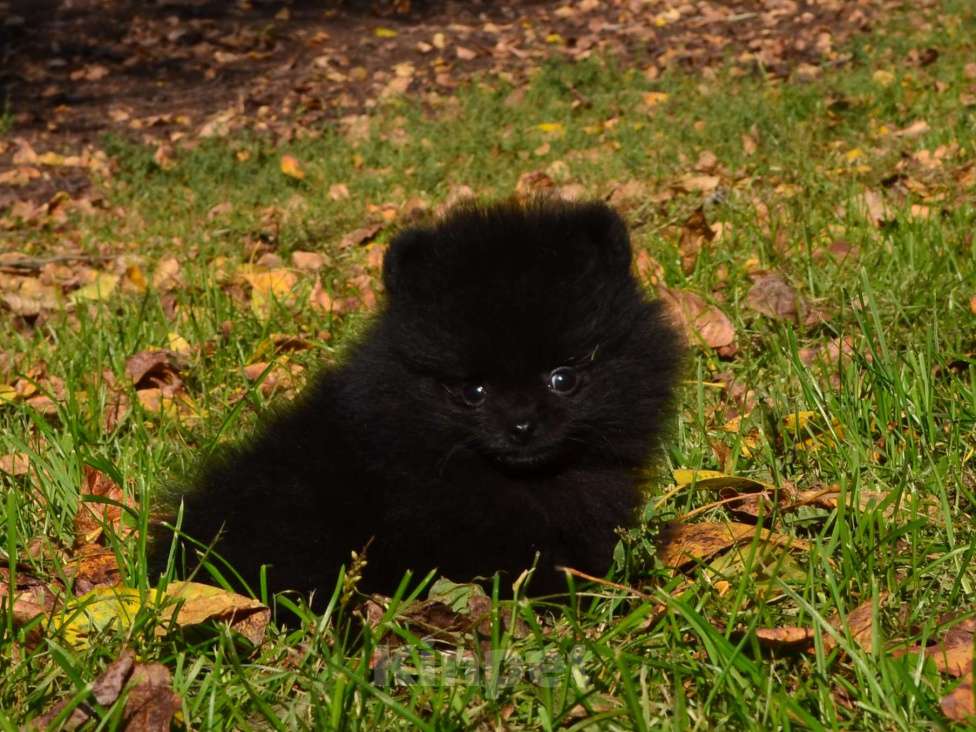 Собаки в Бийске: Щенки шпица Мальчик, Бесплатно - фото 5