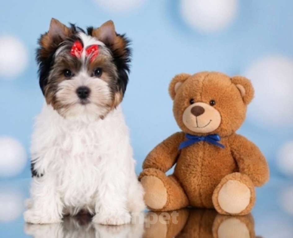 Собаки в Москве: Супер бивер мальчик Мальчик, 45 000 руб. - фото 2