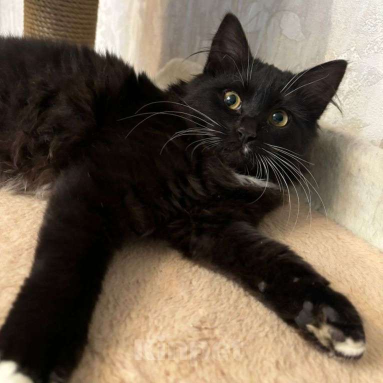 Кошки в Москве: Маленького котенка девочку подкинули во двор 🆘️ Срочный поиск дома Девочка, Бесплатно - фото 3