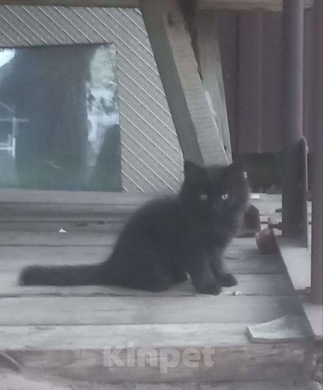 Кошки в Воронеже: Котята в добрые руки Мальчик, Бесплатно - фото 3