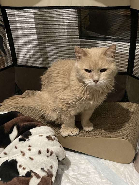 Кошки в Санкт-Петербурге: Старая кошечка ищет дом Девочка, Бесплатно - фото 2