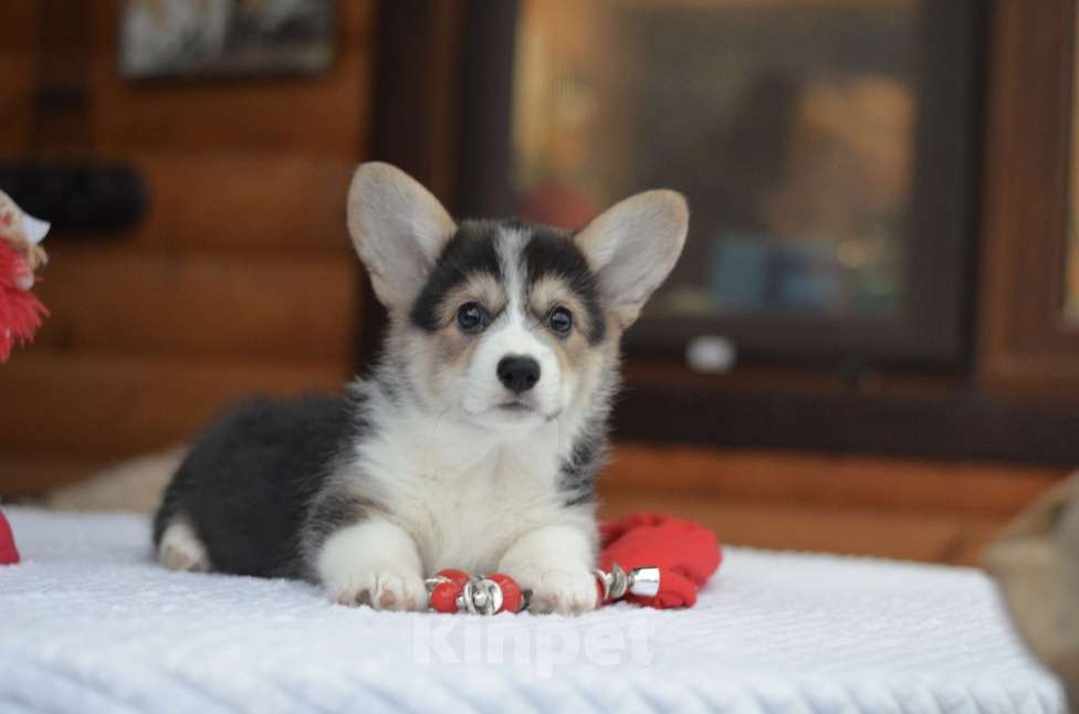 Собаки в Хотьково: Щенки вельш корги пемброк Мальчик, Бесплатно - фото 4