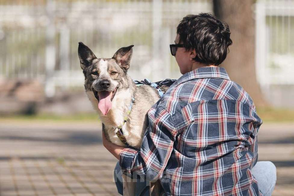 Собаки в Москве: Обаятельный и привлекательный Джаз ищет семью, которую будет бесконечно любить! Мальчик, Бесплатно - фото 5